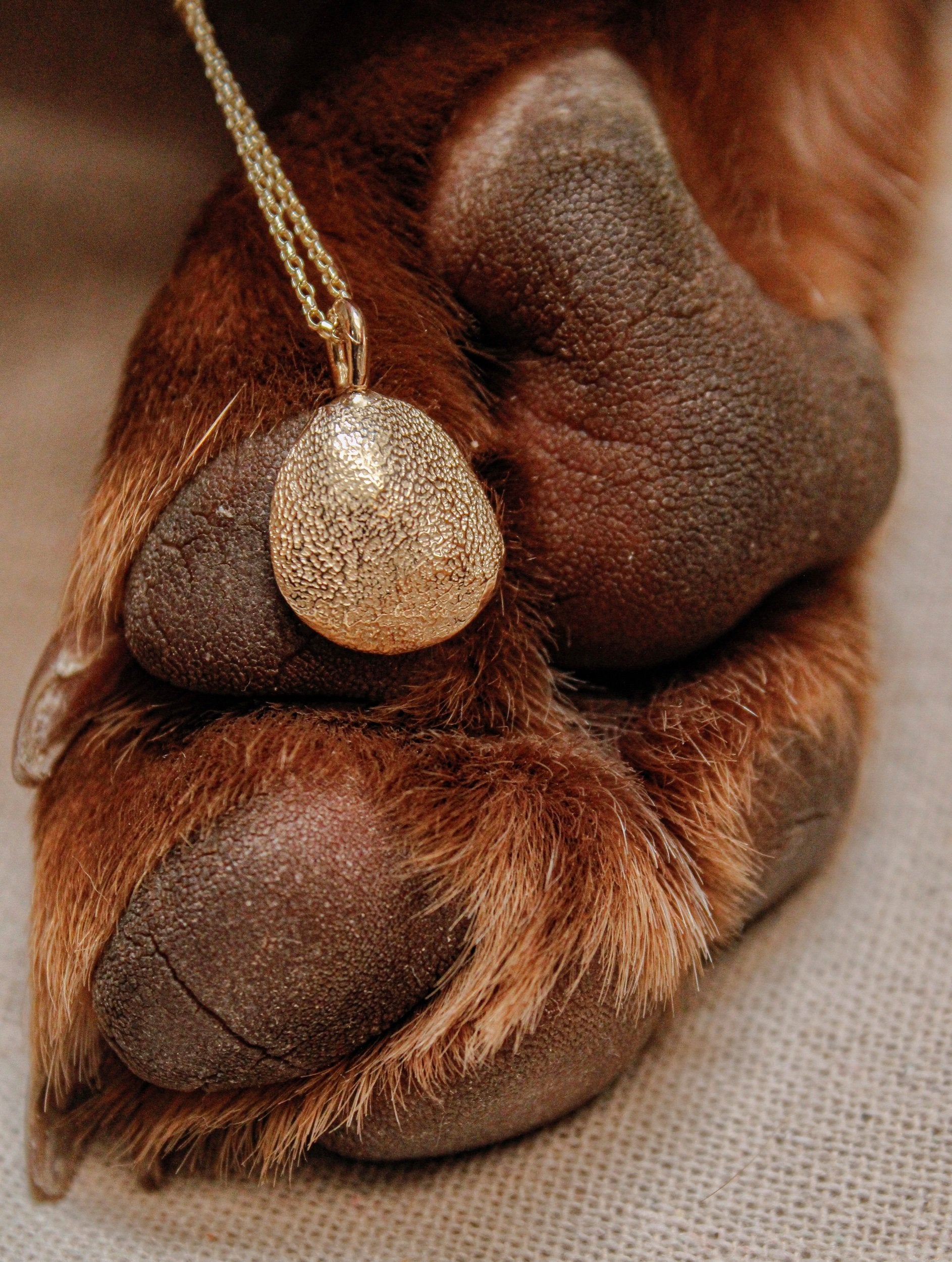 Dog paw with a gold pendant on a textured surface